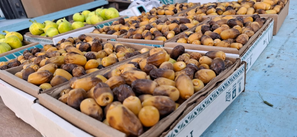 تباشر الرطب في الأحساء.. والغر يسجل 600 ريال للكيلو