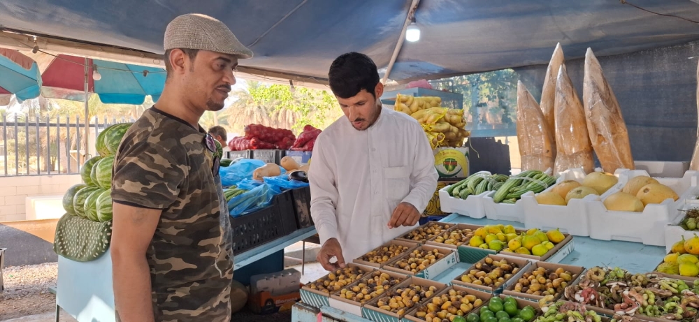 تباشر الرطب في الأحساء.. والغر يسجل 600 ريال للكيلو