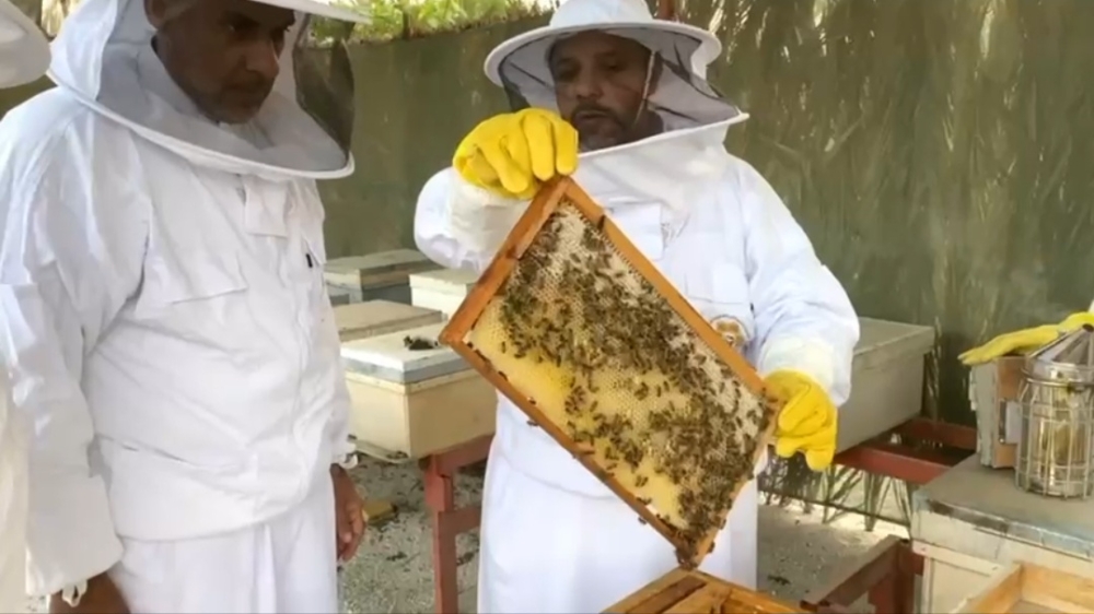 عسل المانجروف.. مشروع يجمع النحالين على سواحل الشرقية 