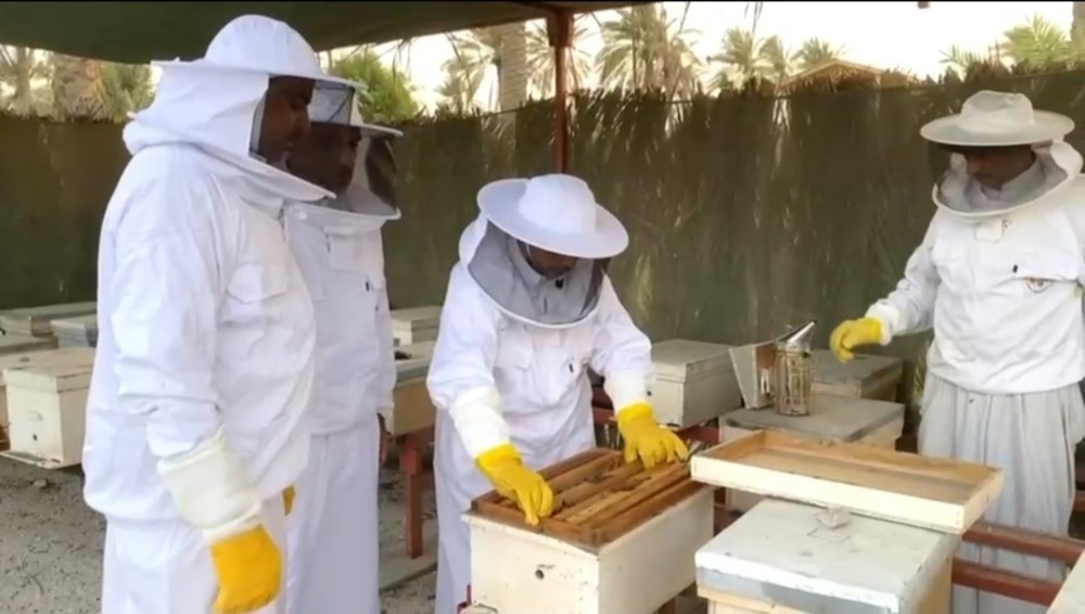 عسل المانجروف.. مشروع يجمع النحالين على سواحل الشرقية