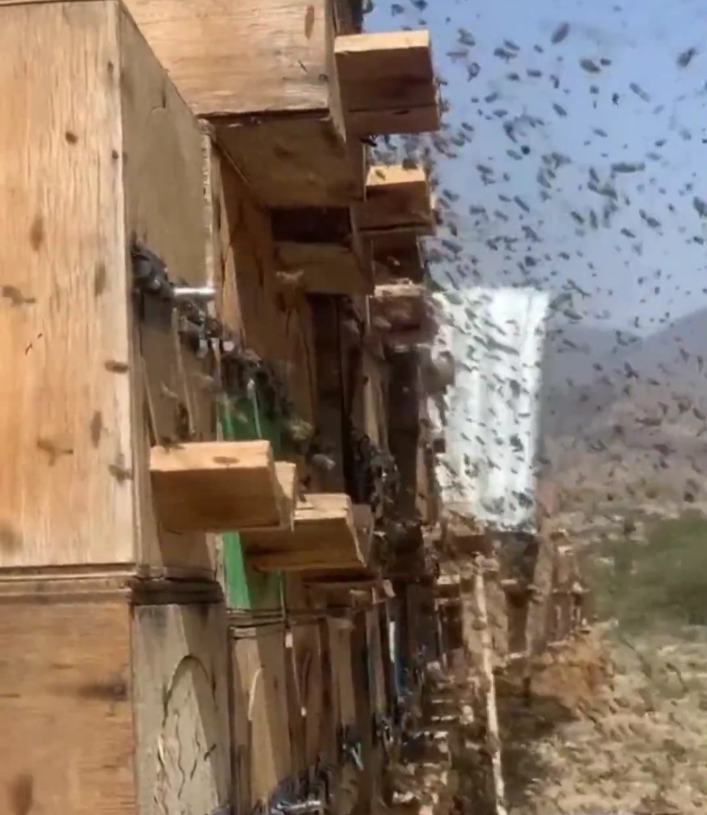 عسل المانجروف.. مشروع يجمع النحالين على سواحل الشرقية