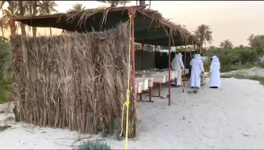 عسل المانجروف.. مشروع يجمع النحالين على سواحل الشرقية