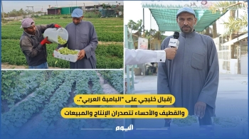 فيديو| إقبال خليجي على «البامية العربي».. والقطيف والأحساء بصدارة الإنتاج والمبيعات