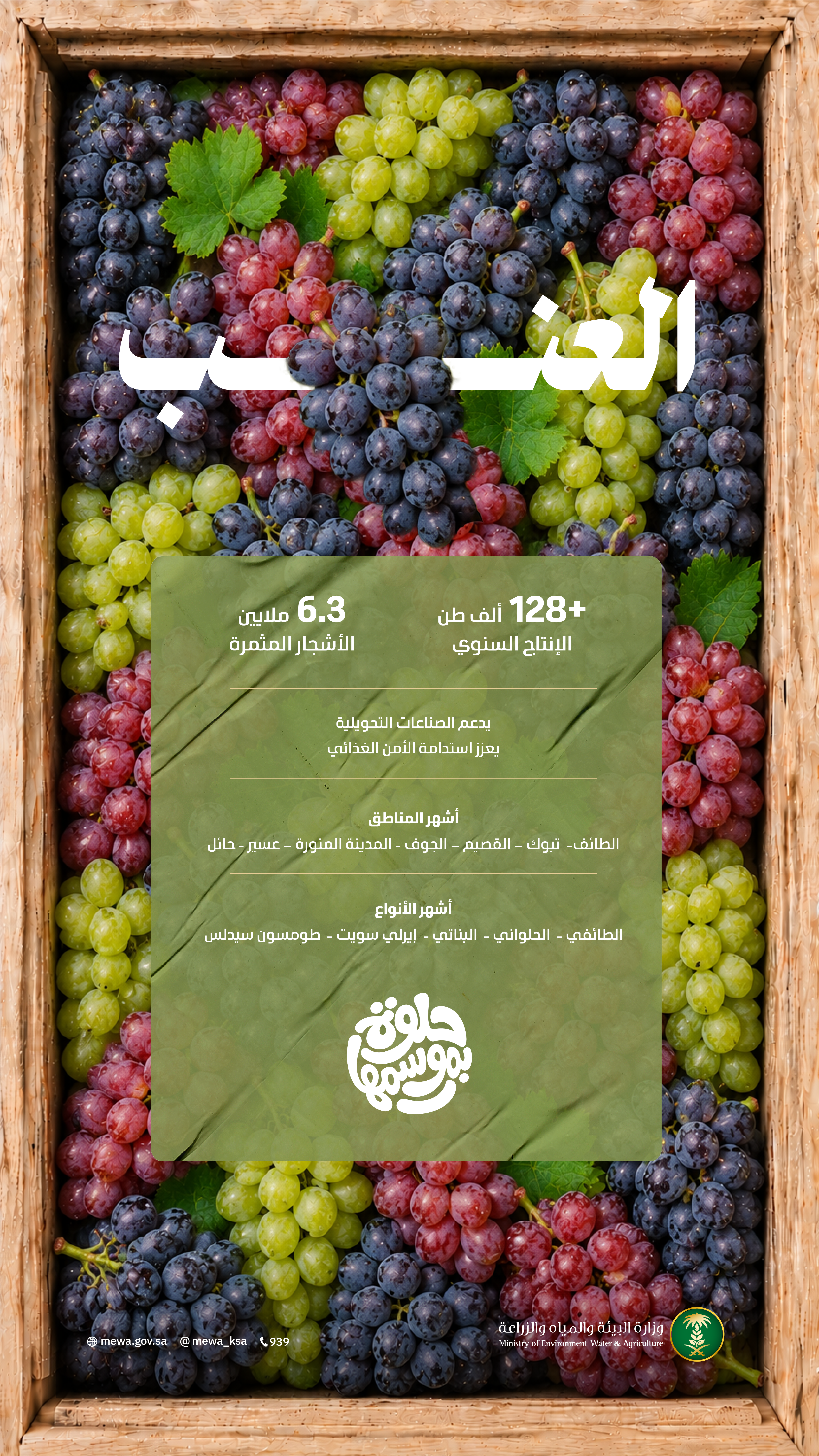 المملكة تشهد وفرة غير مسبوقة في محصول العنب المحلي: 128 ألف طن تغذي الأسواق بأجود الأصناف
