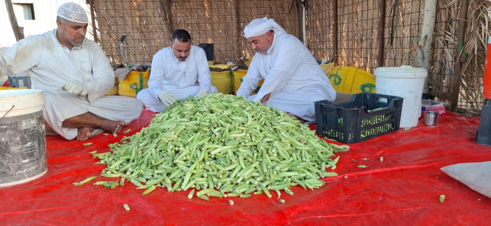 حصاد البامية الحساوية 