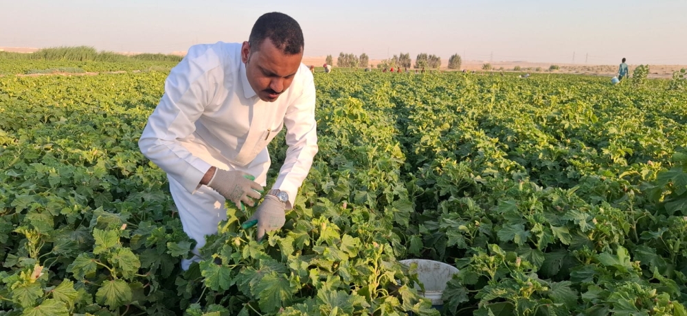 حصاد البامية الحساوية 