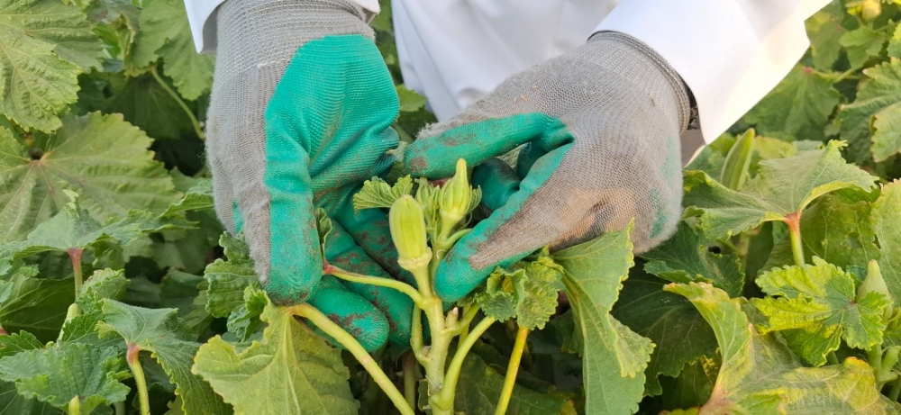 البامية الحساوية