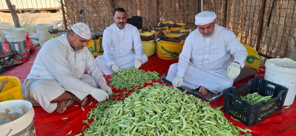 تعاون المزارعين في فرز البامية الحساوية