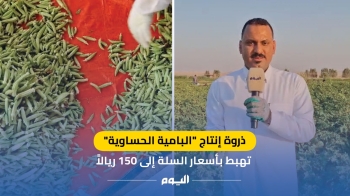 ذروة إنتاج البامية الحساوية تهبط بأسعار السلة إلى 150 ريالاً