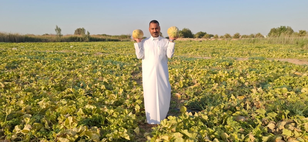 إقبال محلي وخليجي يرفع أسعار البطيخ الحساوي إلى 100 ريال 