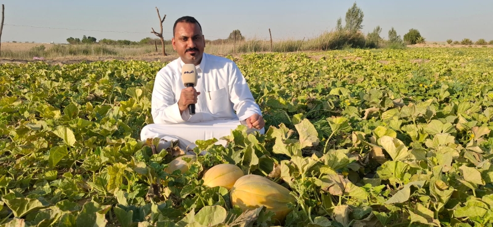 إقبال محلي وخليجي يرفع أسعار البطيخ الحساوي إلى 100 ريال
