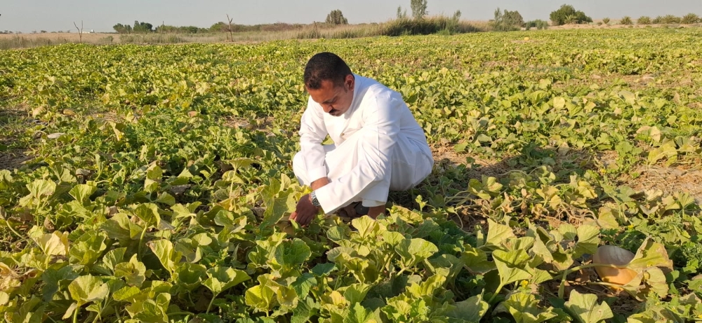 إقبال محلي وخليجي يرفع أسعار البطيخ الحساوي إلى 100 ريال 