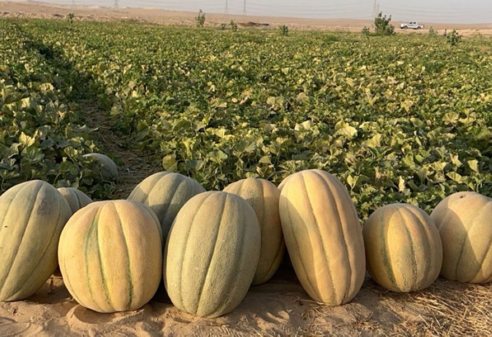 بالفيديو.. إقبال محلي وخليجي يرفع أسعار البطيخ الحساوي إلى 100 ريال