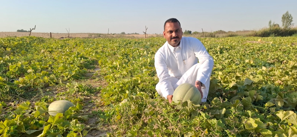 إقبال محلي وخليجي يرفع أسعار البطيخ الحساوي إلى 100 ريال
