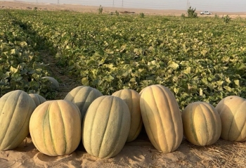 بالفيديو.. إقبال محلي وخليجي يرفع أسعار البطيخ الحساوي إلى 100 ريال