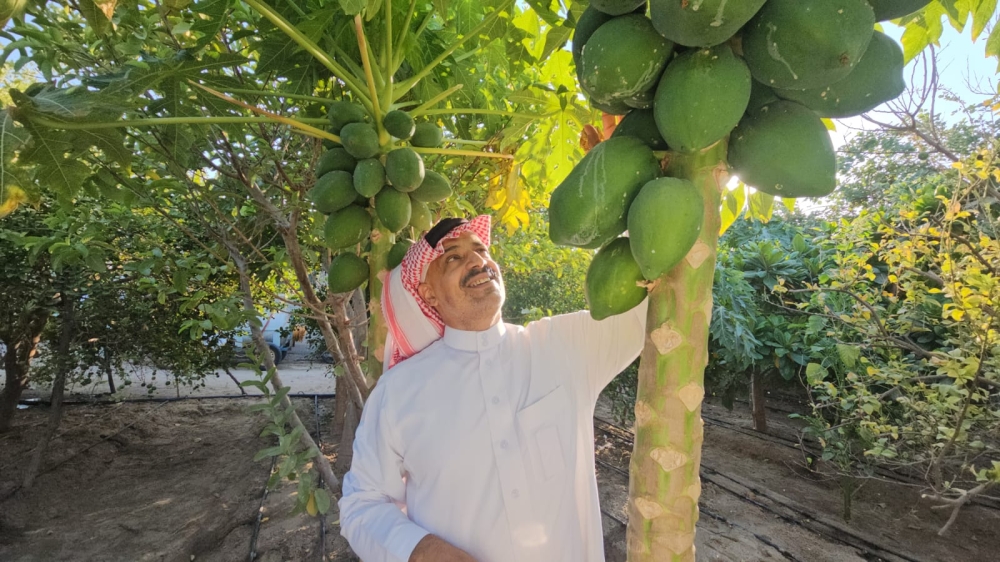 جودة وإثمار مؤكد.. مزارعو الشرقية يعززون الإنتاج الزراعي بأصناف هجينة من البابايا