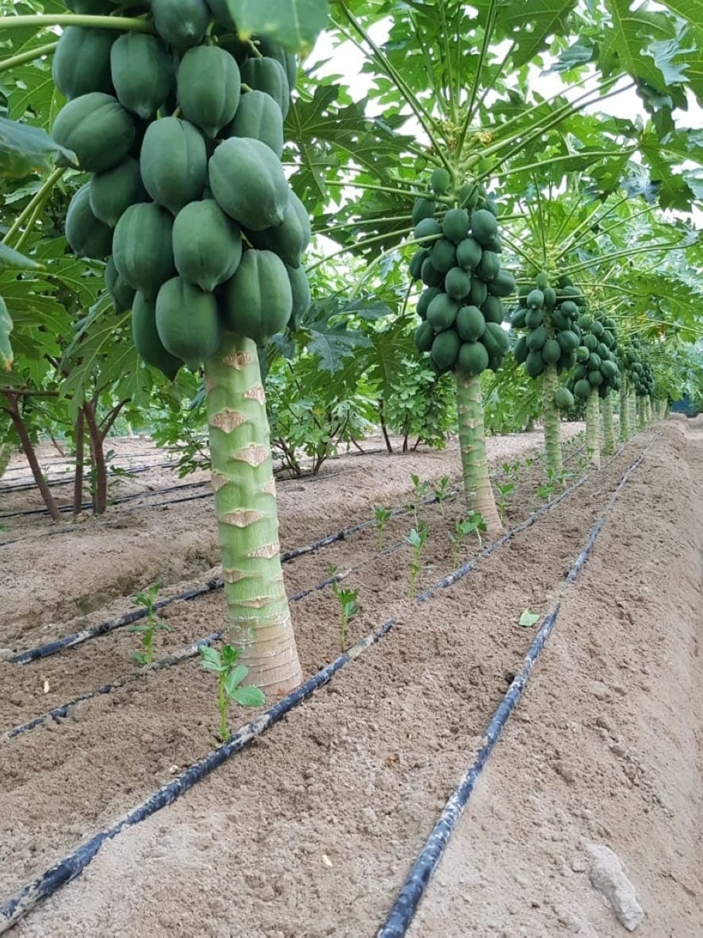 مزارعو الشرقية يعززون الإنتاج الزراعي بأصناف هجينة من البابايا