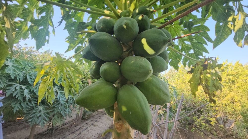 مزارعو الشرقية يعززون الإنتاج الزراعي بأصناف هجينة من البابايا