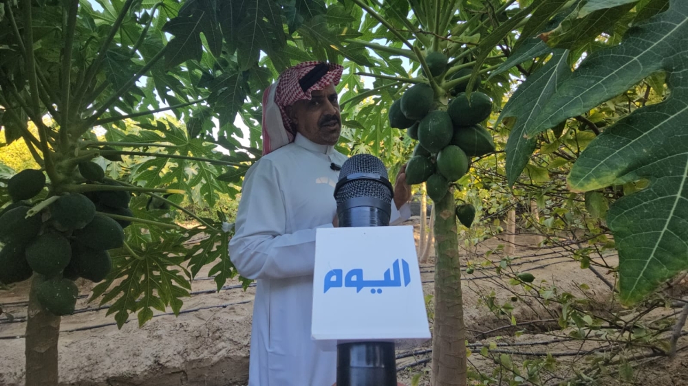 جودة وإثمار مؤكد.. مزارعو الشرقية يعززون الإنتاج الزراعي بأصناف هجينة من البابايا