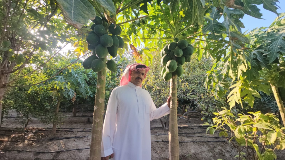 المزارع محمد الثواب في مزرعة البابايا