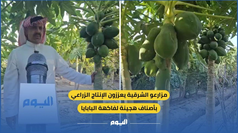 جودة وإثمار مؤكد.. مزارعو الشرقية يعززون الإنتاج الزراعي بأصناف هجينة من البابايا