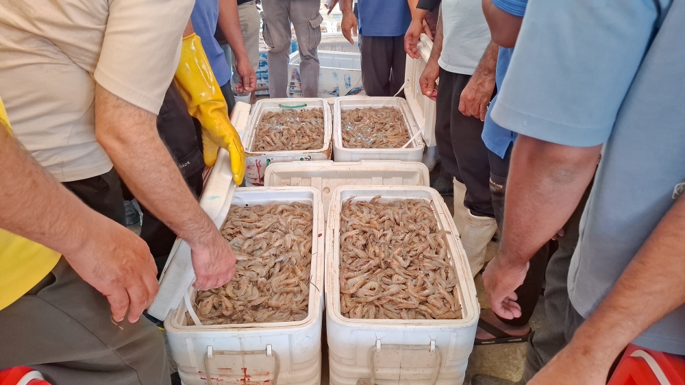 ألف ريال لثلاجة الروبيان في الشرقية.. والباعة ينصحون بتأجيل الشراء 