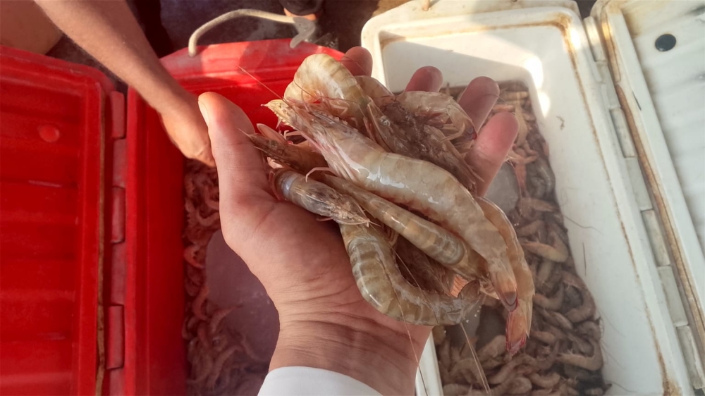 اليوم الأول