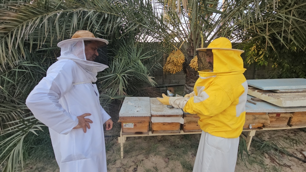 بعد نجاح موسم المانجروف.. نحالو صفوى يجهزون 50 خلية لموسم السدر