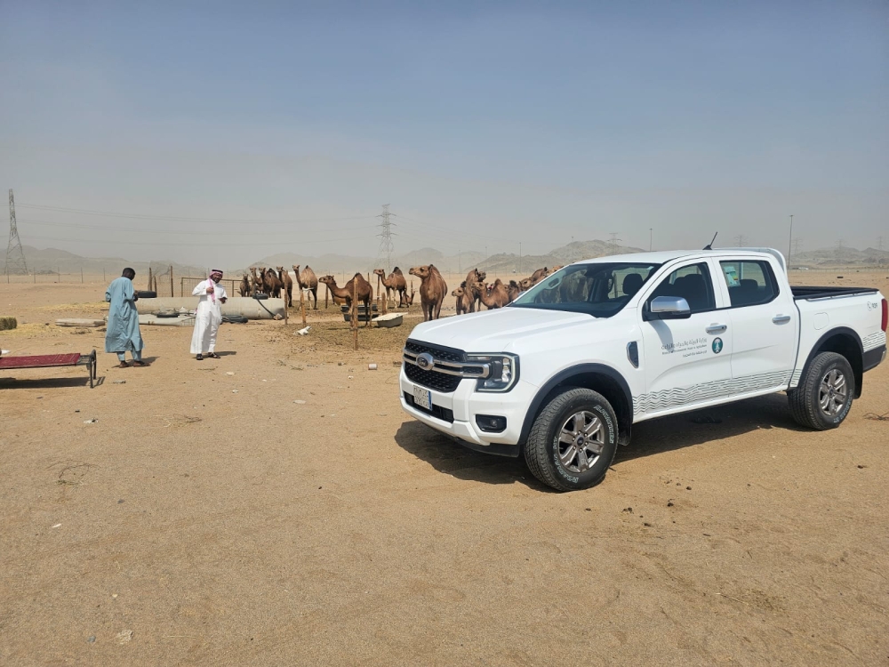 عمالة تحقن الإبل لزيادة الحليب.. وحملات لضبط الباعة الجائلين بجدة