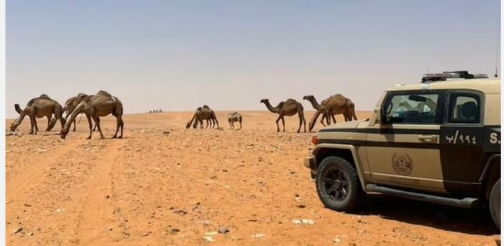 ضبط مخالف لنظام البيئة بالرعي في محمية الإمام تركي بن عبدالله الملكية - إكس