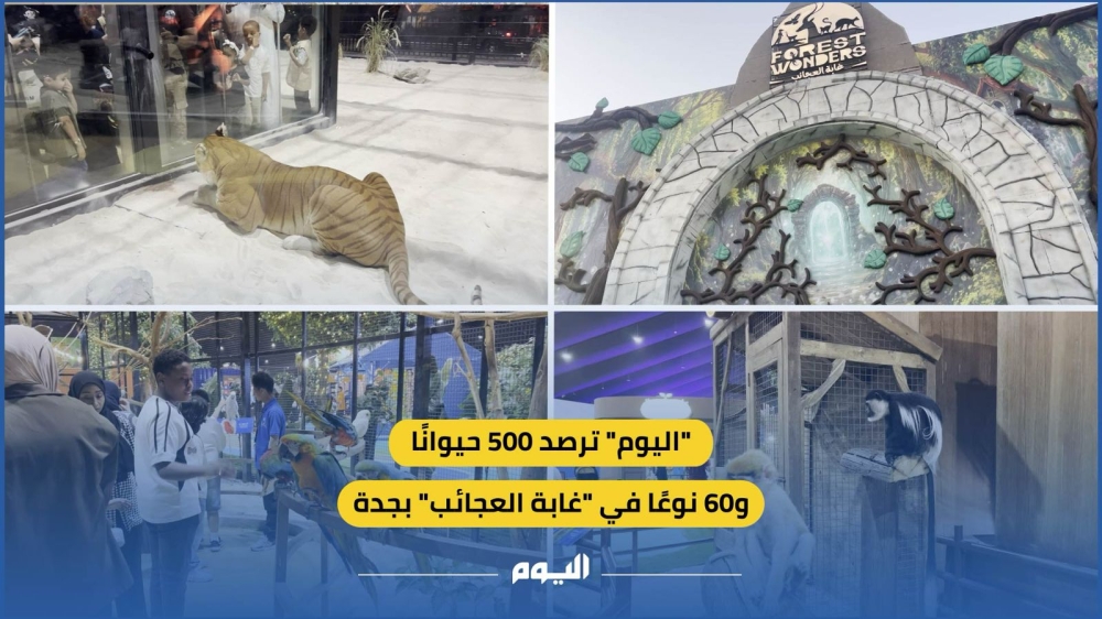 «اليوم» ترصد 500 حيوانًا و60 نوعًا في «غابة العجائب» بجدة - اليوم