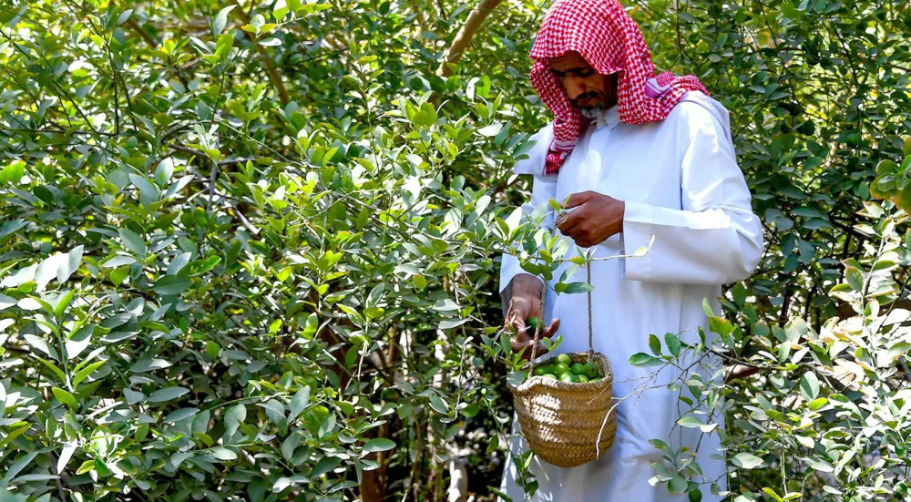 اللومي الحساوي.. موروث زراعي يعزز حضوره في الأسواق المحلية والخليجية