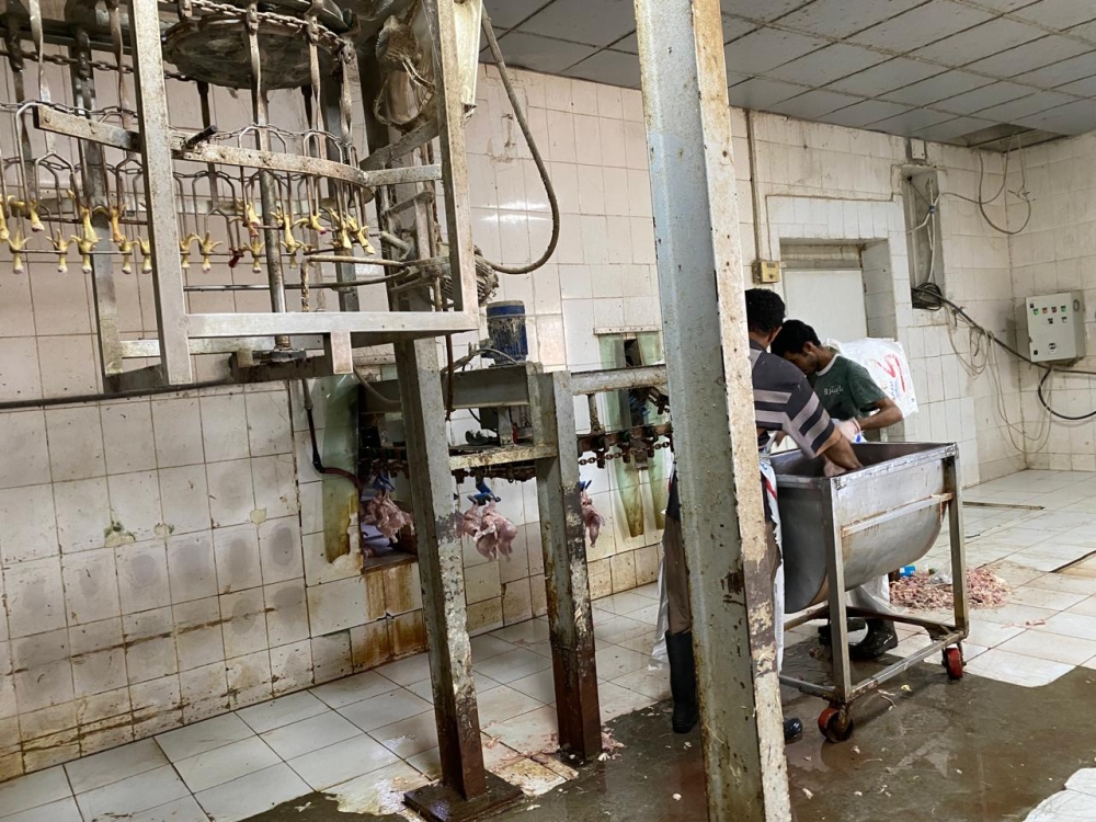 ‏رصد 57 مزرعة للدواجن غير مرخصة وبيئة مكة تتخذ الإجراءات النظامية
