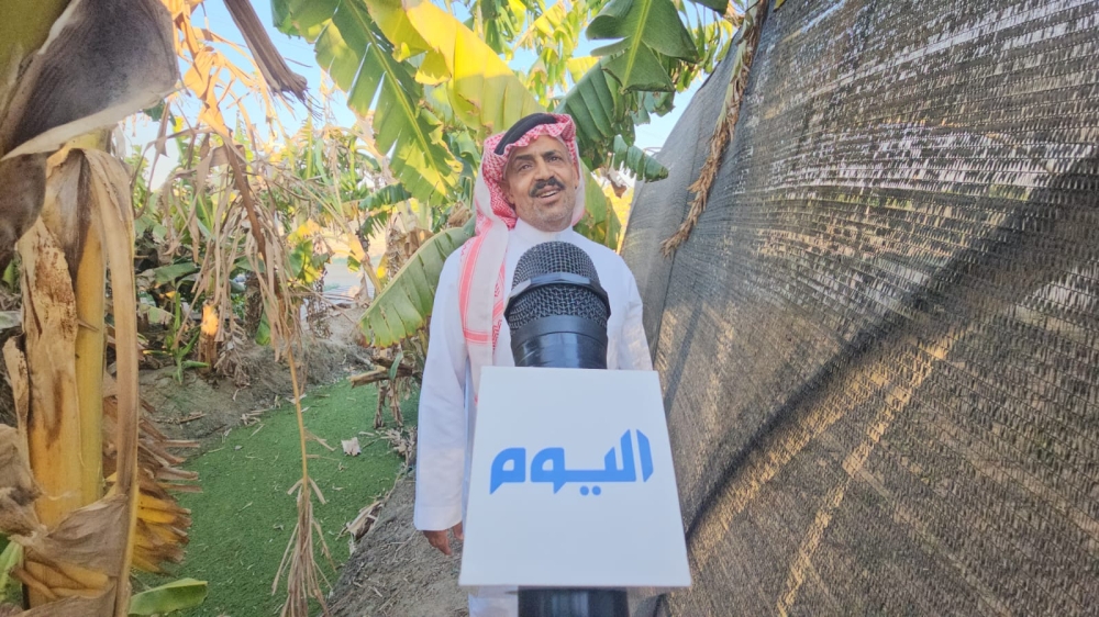 150 ريالًا لعذق الموز البلدي.. وإنتاج الشرقية يصل إلى 20 كيلوغرامًا - اليوم