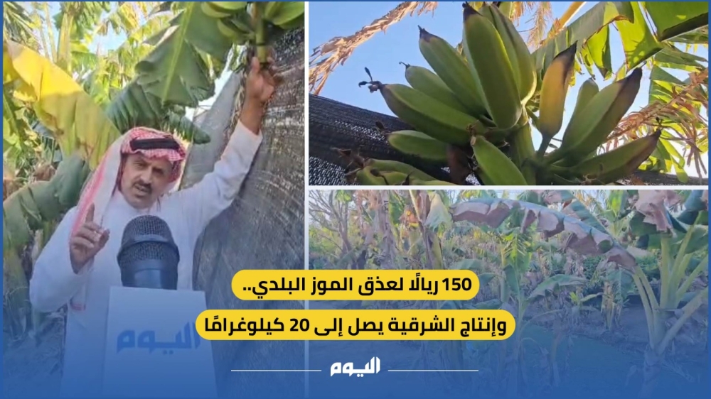 فيديو| 150 ريالًا لعذق الموز البلدي.. وإنتاج الشرقية يصل إلى 20 كيلوغرامًا