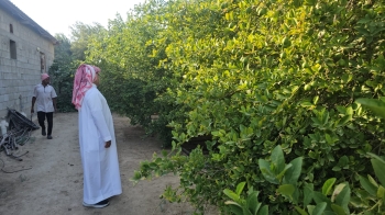 ليمون الشرقية في موسم الوفرة.. «البنزهير» يحصد حتى 180 كجم للشجرة