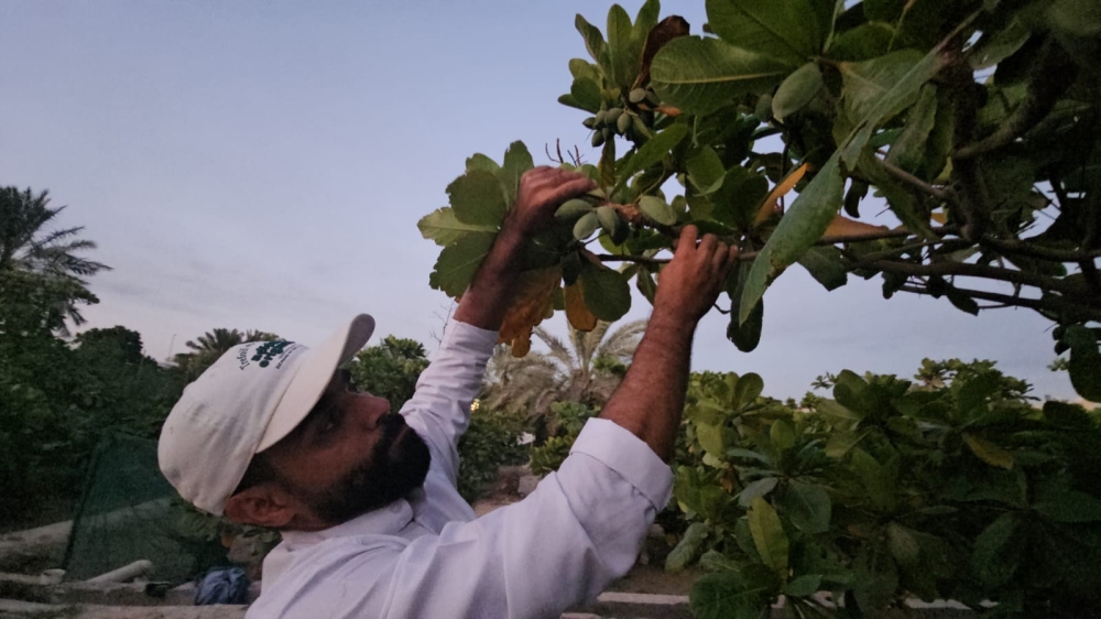 فيديو| اللوز القطيفي.. محصول موسمي يتحول إلى صناعة وطنية بمنتجات مبتكرة