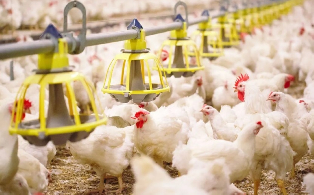 أستراليا تؤكد أول إصابة بفيروس إنفلونزا الطيور «H5N1» في الثدييات