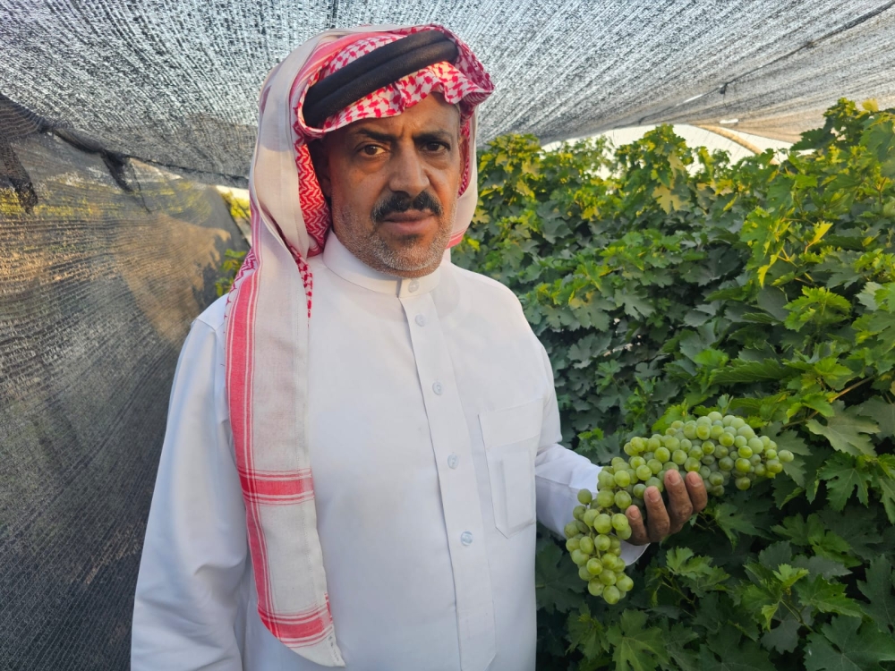 3 أصناف محلية تنافس المستورد.. العنب القطيفي يصمد أمام قيظ الشرقية - اليوم