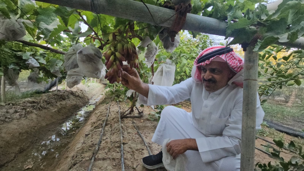 3 أصناف محلية تنافس المستورد.. العنب القطيفي يصمد أمام قيظ الشرقية - اليوم
