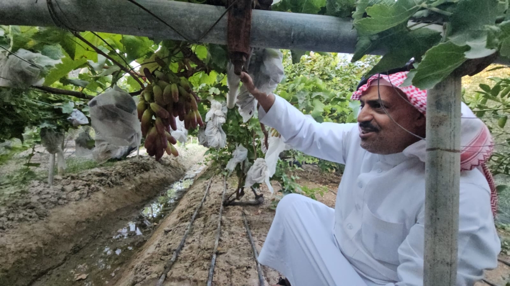 3 أصناف محلية تنافس المستورد.. العنب القطيفي يصمد أمام قيظ الشرقية - اليوم