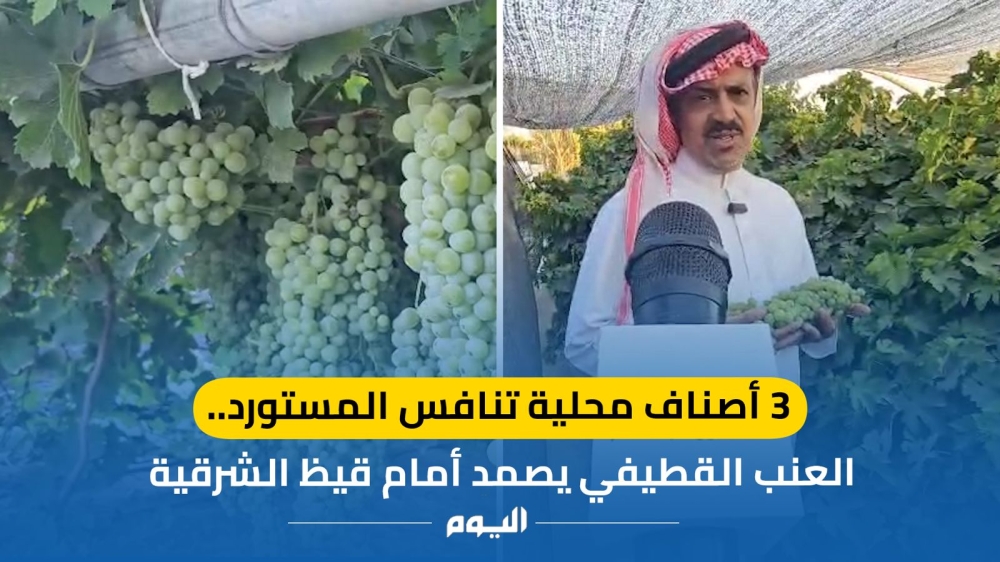 3 أصناف محلية تنافس المستورد.. العنب القطيفي يصمد أمام قيظ الشرقية - اليوم