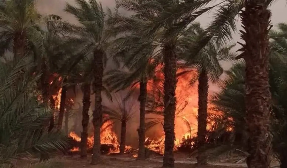 مصرع 12 شخصًا جرّاء حرائق الغابات في الجزائر - العربية
