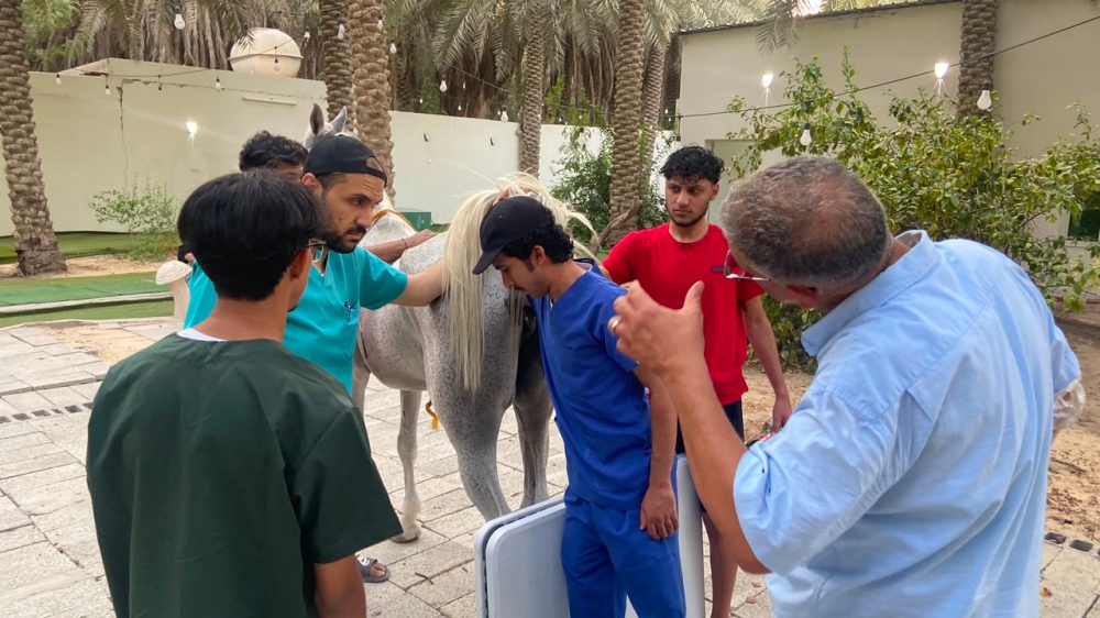 Treinamento prático para veterinários usando ‘sonar’ para examinar camelos, bovinos e ovinos