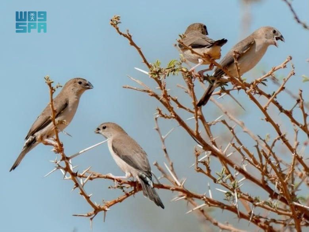 سماء السعودية المعبر الآمن للطيور المهاجرة - واس 