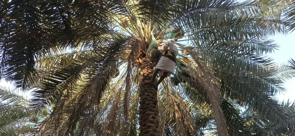 انطلاق موسم صرام الأحساء.. تحسن الجودة يفتح أبواب الاستثمار للشباب