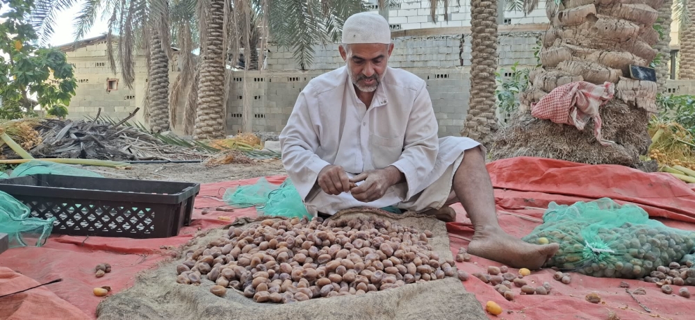 انطلاق موسم صرام الأحساء.. تحسن الجودة يفتح أبواب الاستثمار للشباب