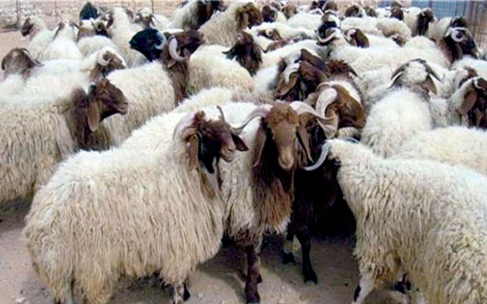 تباين سعر الأغنام خلال أغسطس الماضي (اليوم)
