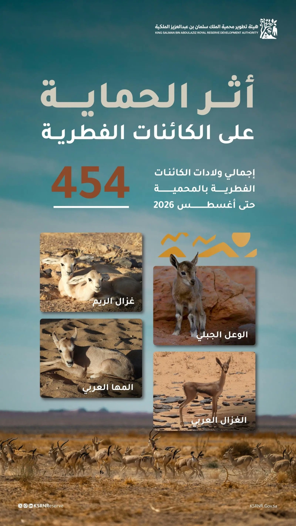 454 ولادة بمحمية الملك سلمان الملكية تؤكد نجاح برامجها البيئية