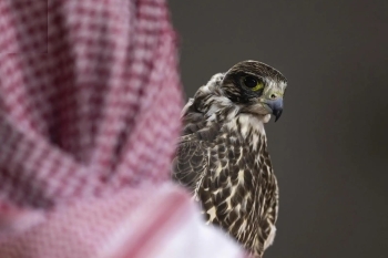 انطلاق مزاد المركز الوطني للصقور للطرح المحلي مطلع أكتوبر